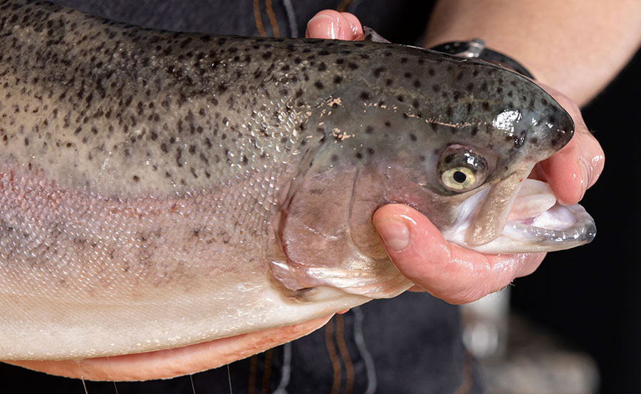 Salmon - PUZO Ingredients